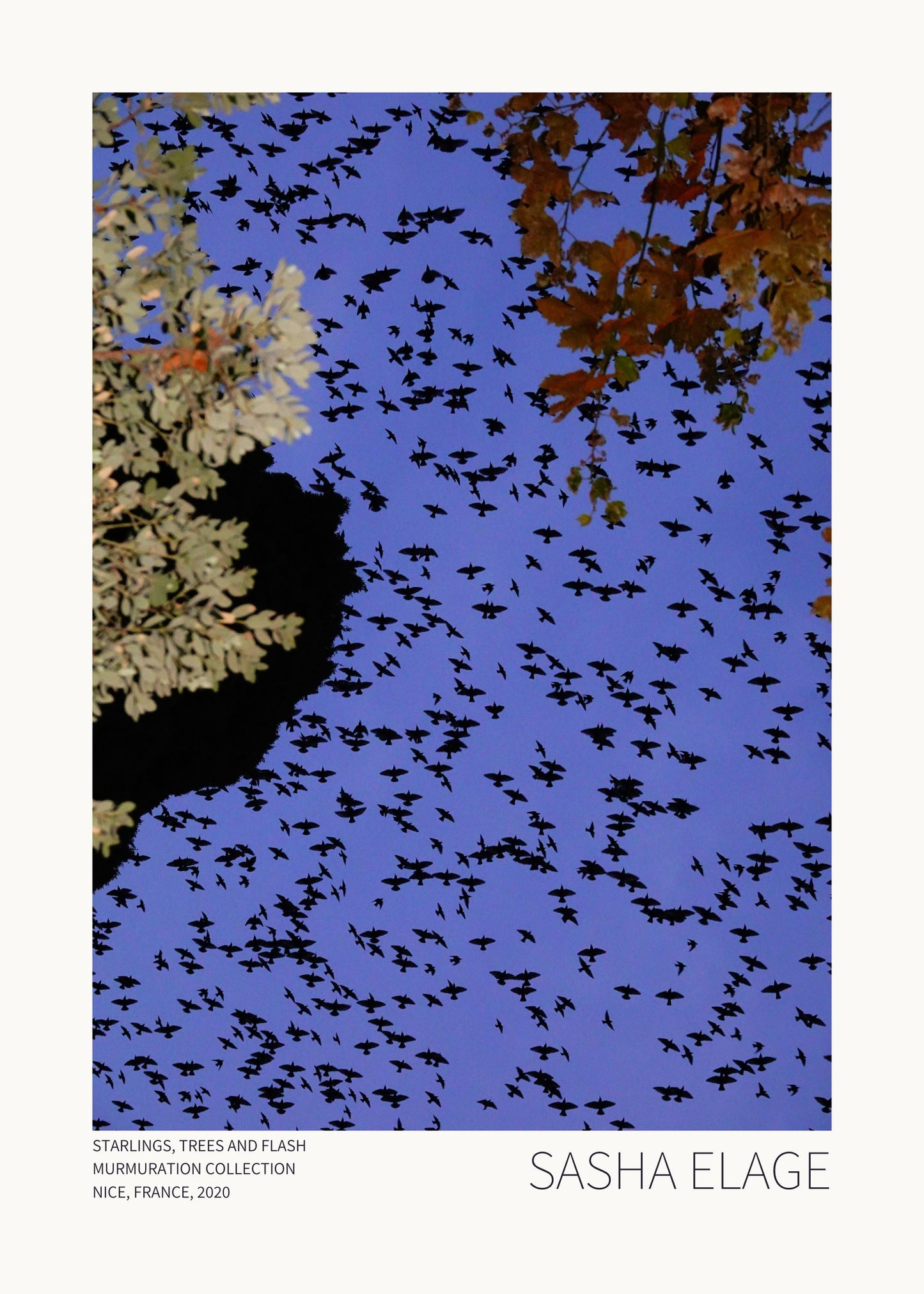 "Murmurations (1)"