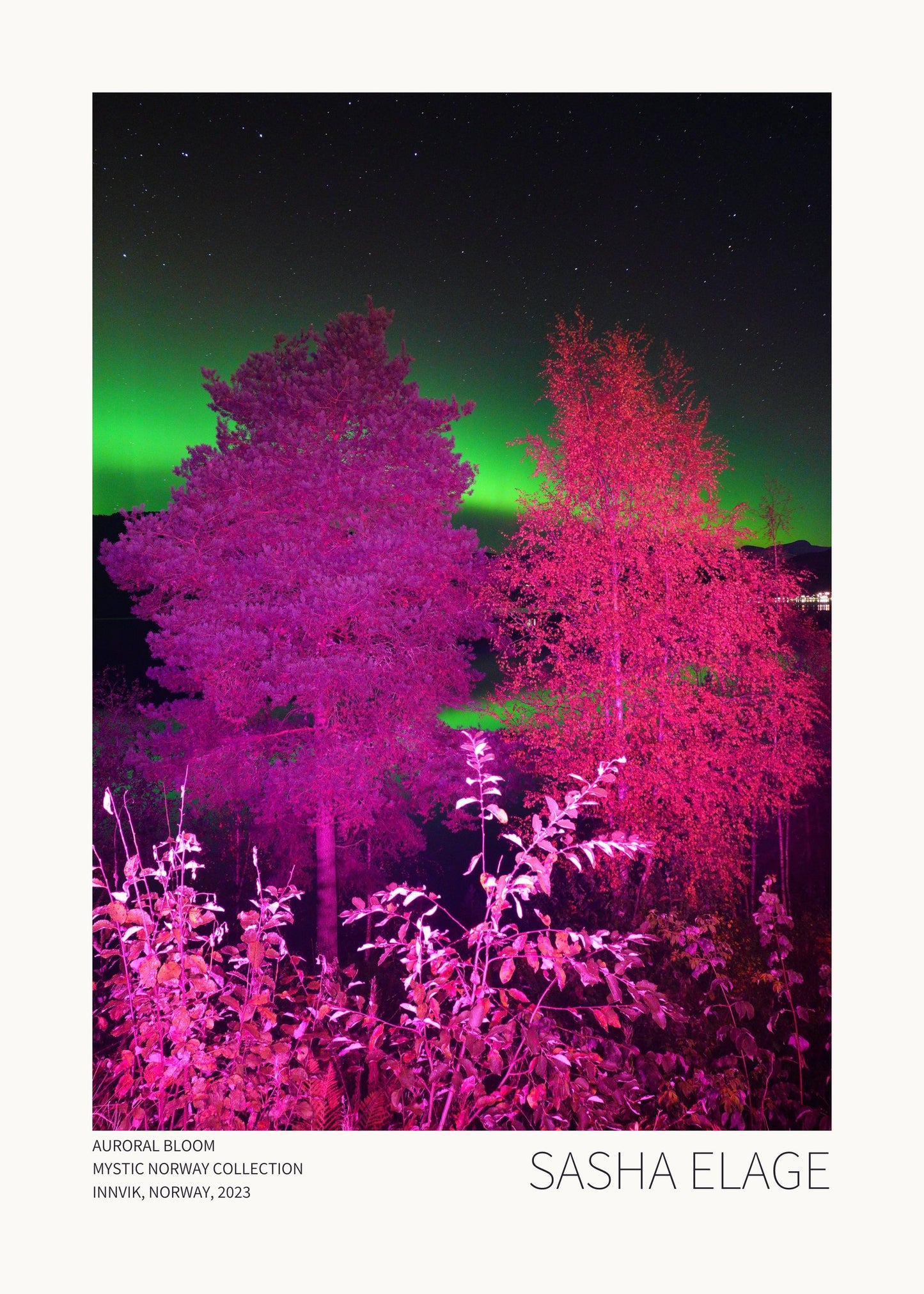 "Auroral Bloom"