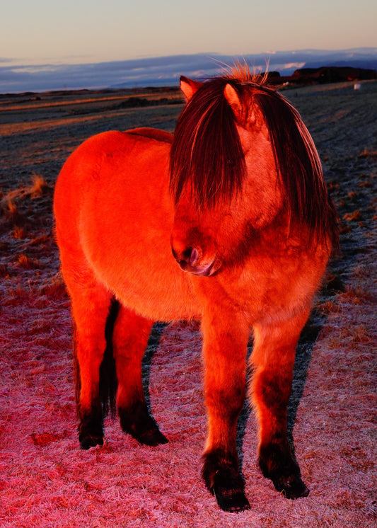 "Red Horse with a Fringe"