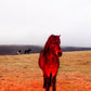 "Red Horses in the Fog"