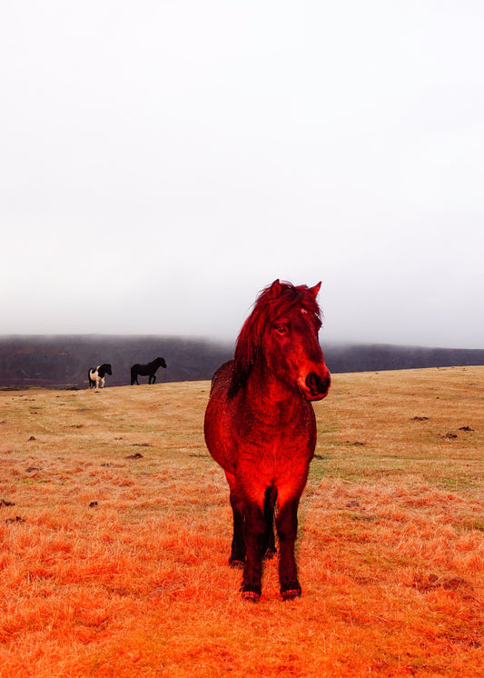 "Red Horses in the Fog"