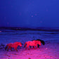 "Three Horses in a Pink Storm"