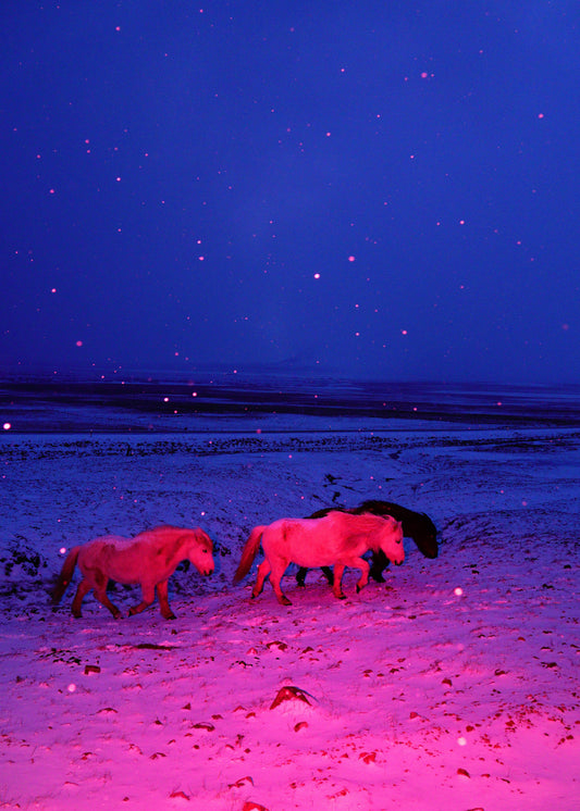 "Three Horses in a Pink Storm"