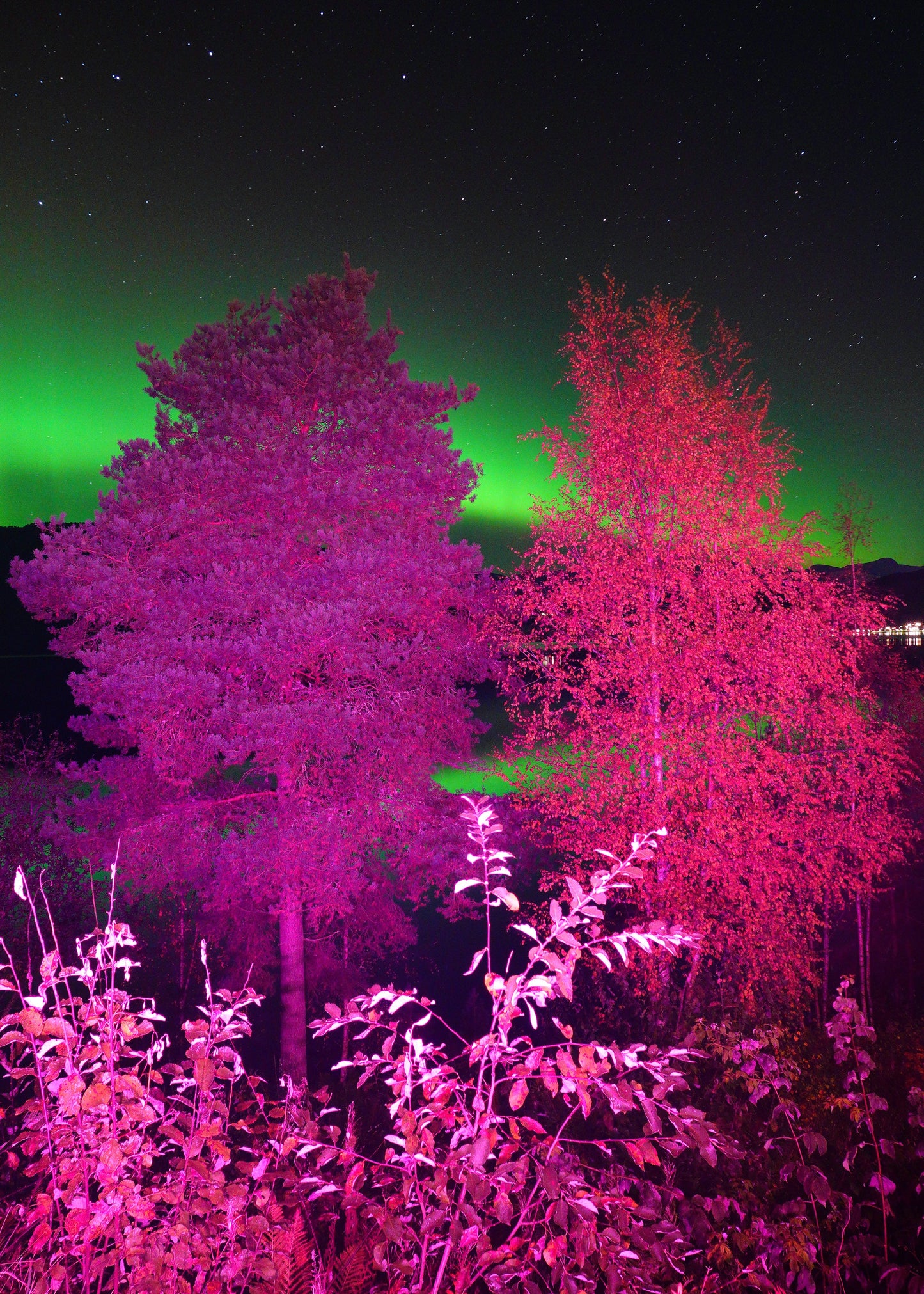 "Auroral Bloom"